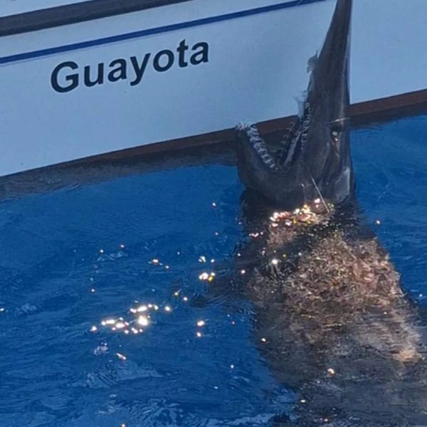 Tiburón Duende: El Asombroso Registro del Primer Avistamiento en Canarias