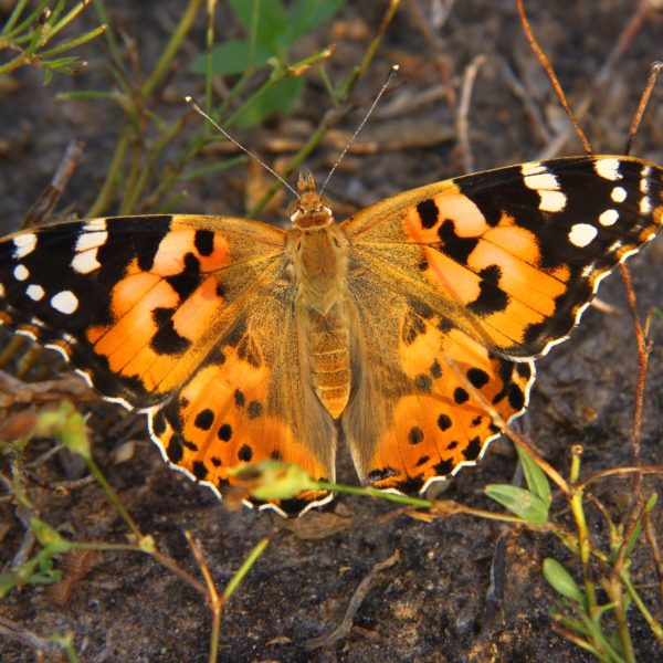 Migración de mariposas: hallazgos sorprendentes en estudio