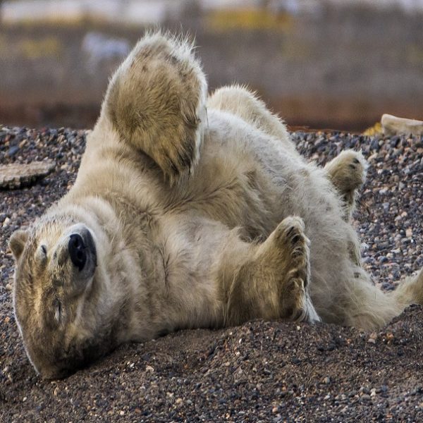 Oso polar: ¿Cómo la pérdida de hielo marino amenaza su supervivencia?