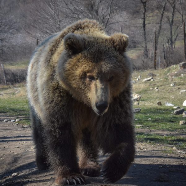 Regreso del Oso Pardo: La Recuperación de una Especie en León