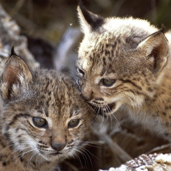 Lince ibérico: La reintroducción que está transformando Aragón