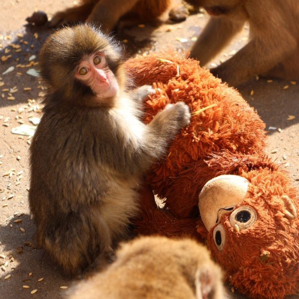 Macaco japonés perdido: La conmovedora historia de Punch en Japón