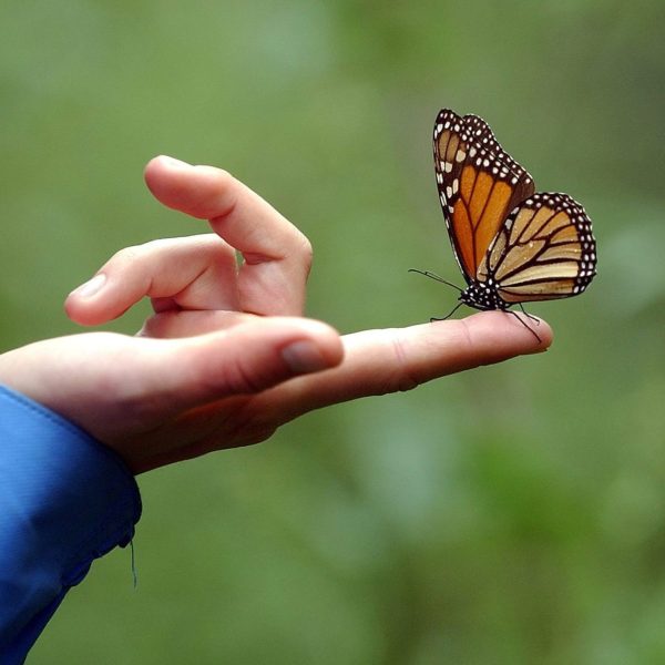 Mariposa Monarca: ¿Por qué su población sigue en peligro en 2025?