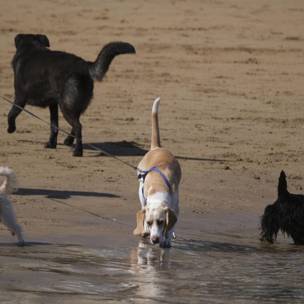 Perros Braquicéfalos: Riesgos y Cómo Afectan a Su Salud