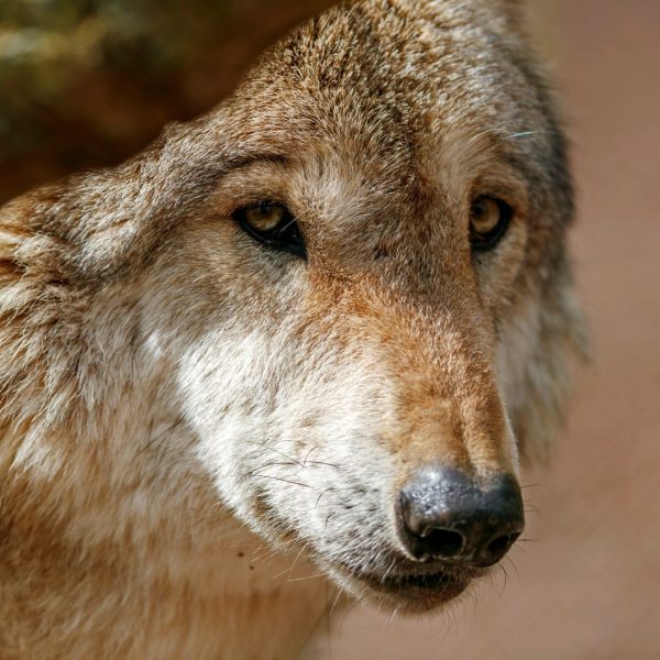 Lobos en Francia: Aumento permitidos y sus graves impactos