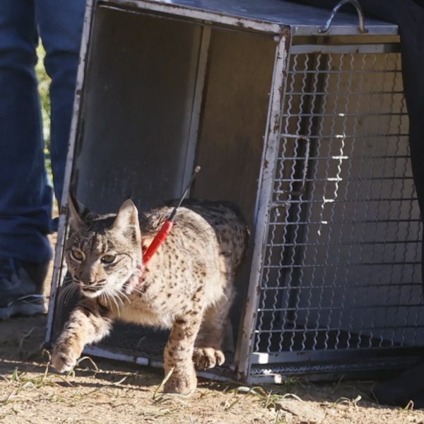 Lince ibérico: Avances sorprendentes en su reintroducción en Murcia