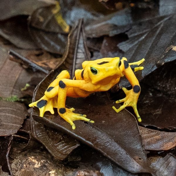 Rana dorada: Impactante regreso de una especie en peligro de extinción
