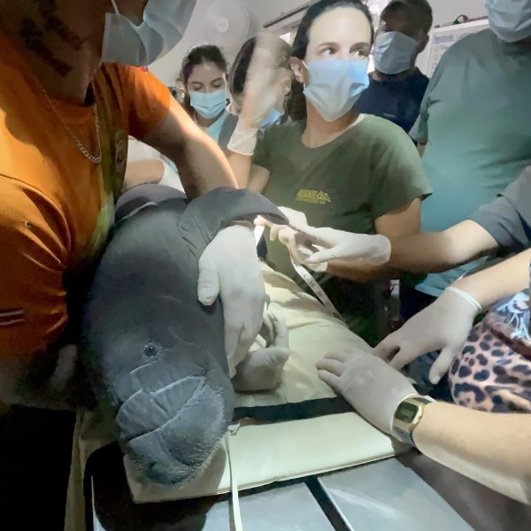 Rescate de manatíes en Costa Rica: una historia inspiradora