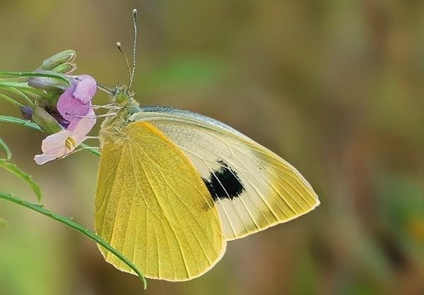 Mariposa Pieris cheiranthi: Una especie al borde de la extinción