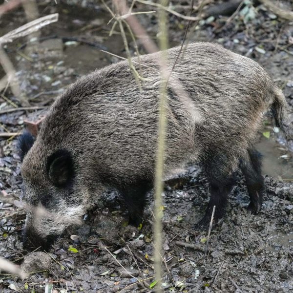 Superpoblación de fauna salvaje y sus impactantes efectos