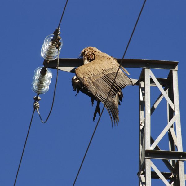 Protección de Avifauna: ¿Por qué el Gobierno no actúa ya?