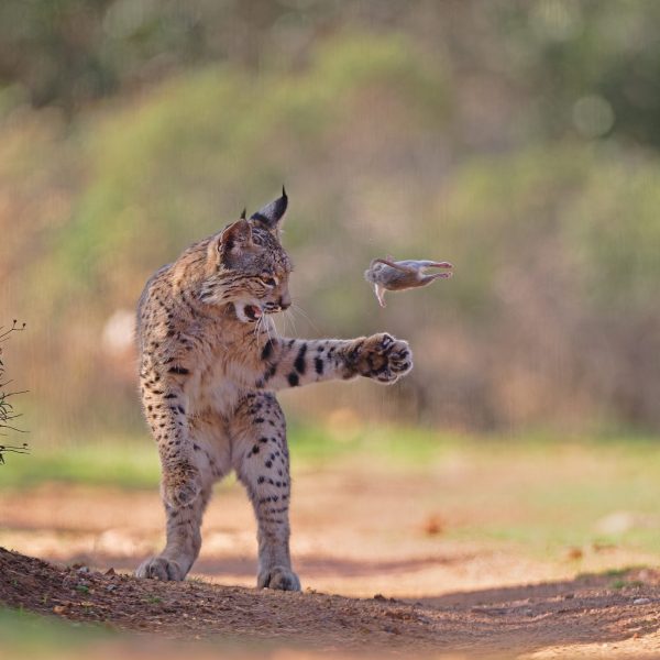 Lince Ibérico: El Fascinante Juego de la Caza Mostrado en Fotografía