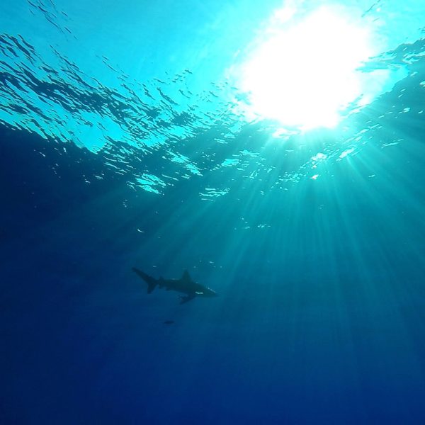 Tiburones contaminados: Revelaciones sorprendentes sobre su salud
