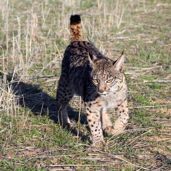Lince ibérico encontrado muerto en Madrid: ¿qué pasó realmente?