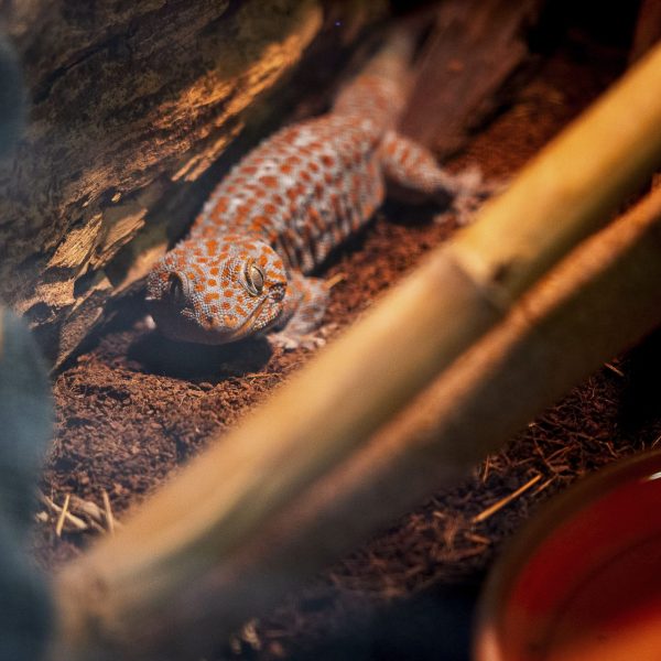 Rescate de Animales: La Sabiduría Detrás del Decomiso y Rehabilitación
