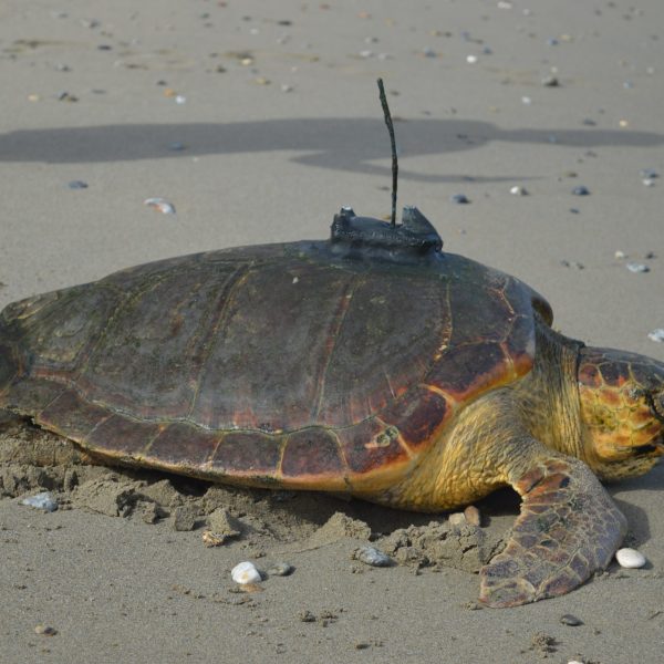 Tortuga Boba: Diana y su Asombroso Viaje a través del Atlántico