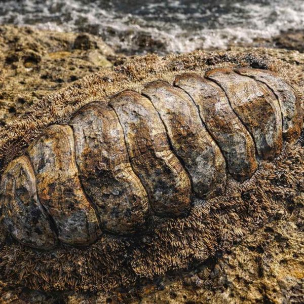 Nuevo Molusco Acanthochitona Feroxa: Un Tesoro Oculto en los Océanos