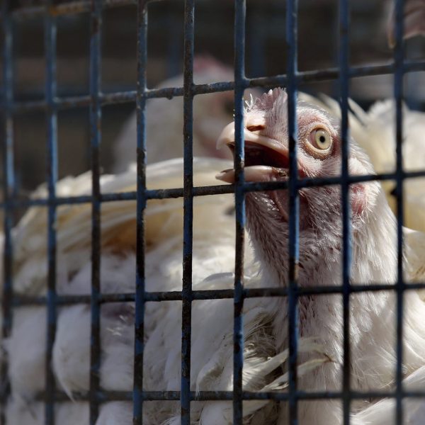 Prohibición de la cría de animales en jaulas: ¿Qué sucede en la UE?