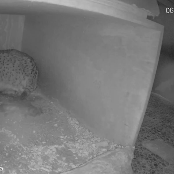 Lince ibérico: Nacen tres cachorros en Granadilla y sorprenden al mundo