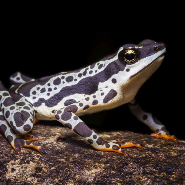 Nuevas especies en Perú: ¿Qué maravillas han sido descubiertas recientemente?