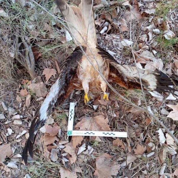 Milano Real: Las Causas Ilegales de Su Mortalidad en Europa