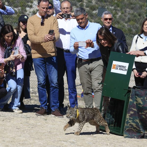 Lince Ibérico: Un Hito en la Reintroducción a Aragón