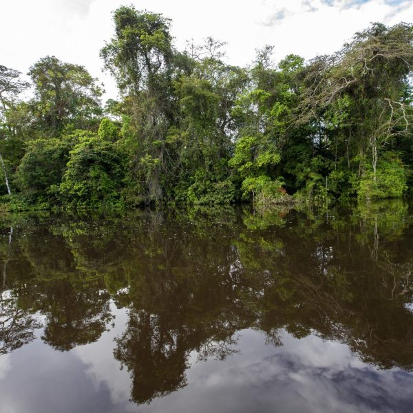 Peces río Conambo: Descubren 118 especies en esta joya de Ecuador