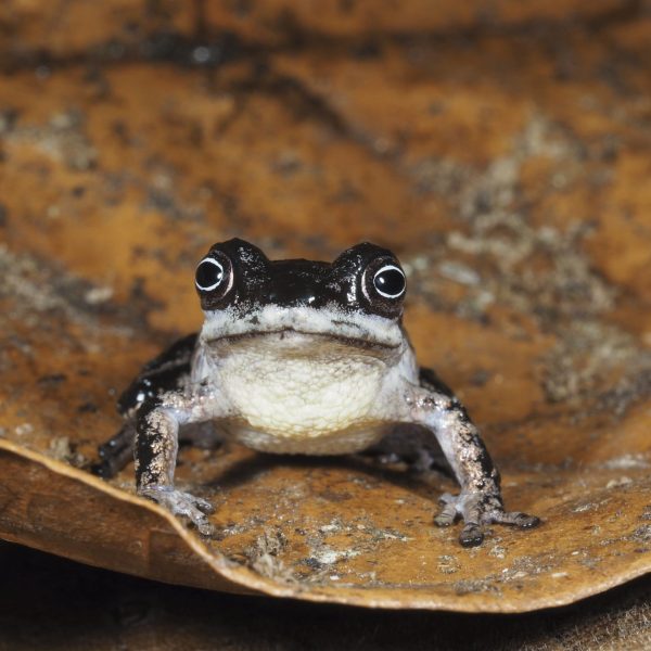 Nuevas Especies de Ranas Descubiertas en Ecuador Sorprenden a Científicos