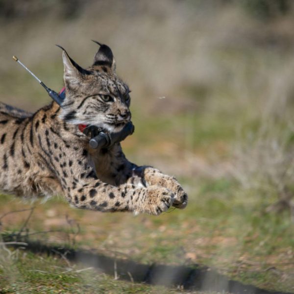 Traslocación de Especies: ¿La Solución para la Biodiversidad en España?