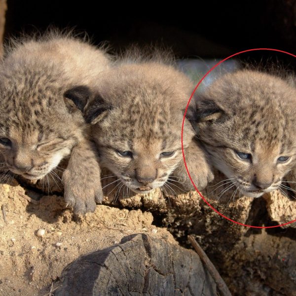 Lince ibérico: el icónico animal que celebra 21 años de vida en Murcia