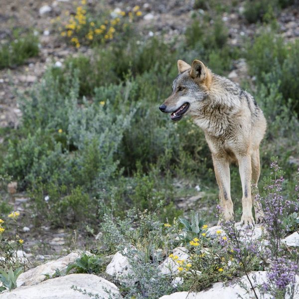 Lobo Ibérico: ¿Qué Futuro le Aguarda en la Caza y Conservación?