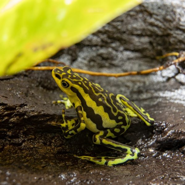 Wikiri Sapoparque: El Refugio Vital para Ranas en Ecuador