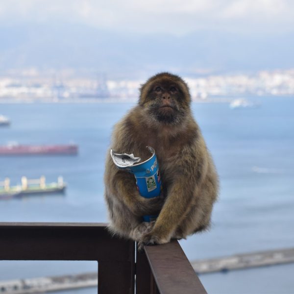 Macacos de Gibraltar: ¿Por qué comen tierra tras el impacto humano?