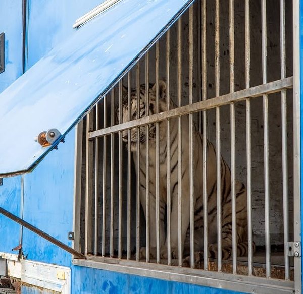 Sona Tigre Circo: El Impactante Viaje Hacia su Libertad