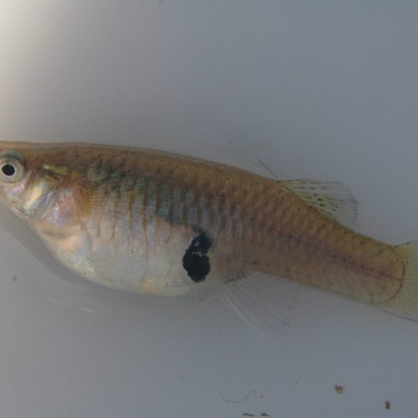 Peces invasores en el Mediterráneo: ¿Cuál es su impacto real?