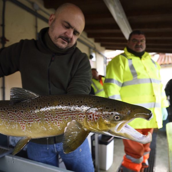 Salmón en Peligro de Extinción: ¿Es Hora de Actuar en España?