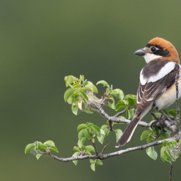 Pérdida de aves agrarias en Europa: alarmante descenso y su impacto