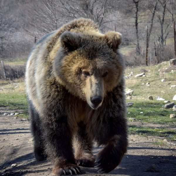 Oso Pardo: Impacto del Calor en su Comportamiento y Conservación
