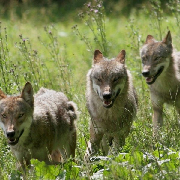 Población de Lobos en Castilla y León: ¿Por qué los Censos Mienten?