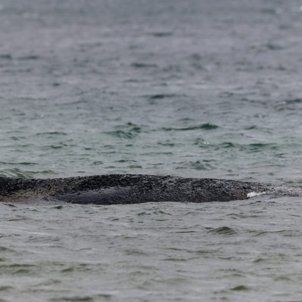 Rescate de ballena jorobada: ¿será posible salvar a Timmy?