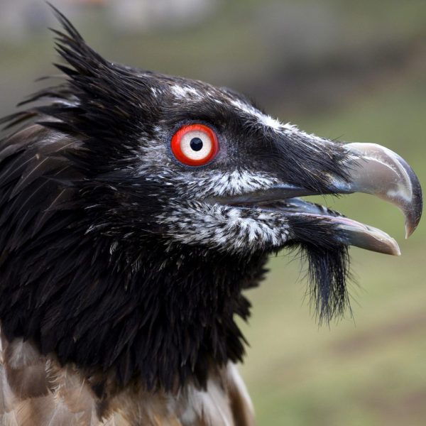 Quebrantahuesos: El peligro de extinción que no podemos ignorar