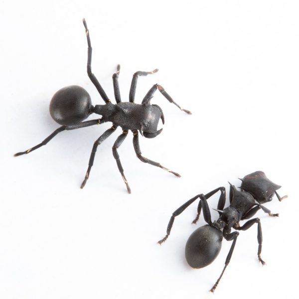 Nueva especie de araña que imita hormigas en Ecuador: ¿qué aprenderemos?