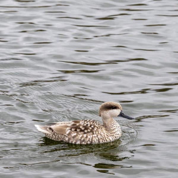 Parque Nacional de Las Tablas de Daimiel: Aumento Sorpresivo de Aves