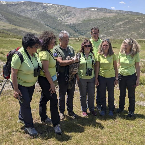 Quebrantahuesos: La emocionante reintroducción en la Sierra de Gredos