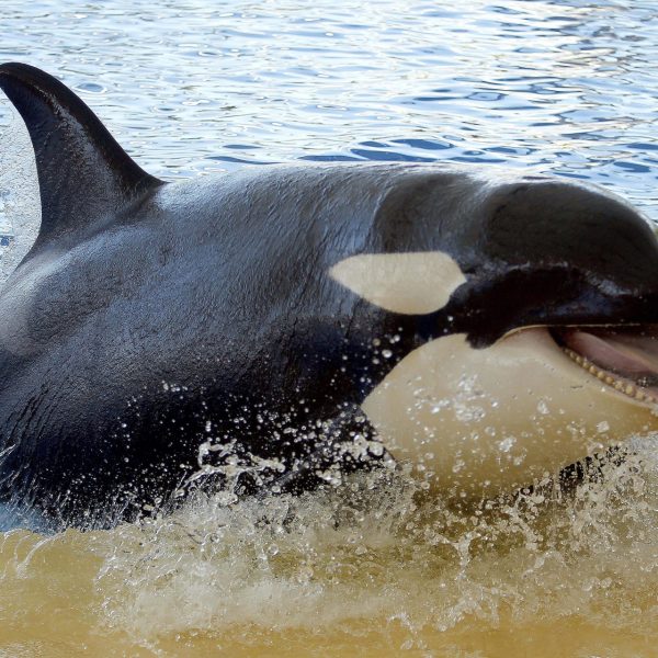 Orcas: La Controversia del Traslado a Loro Parque en Tenerife