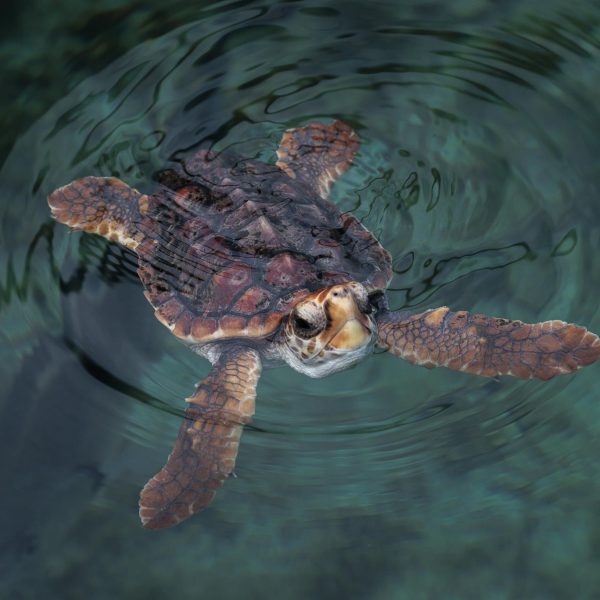 Varamientos de tortugas marinas: ¿qué está pasando en el Estrecho?
