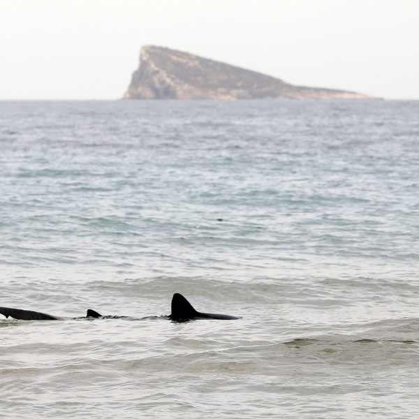 Tiburones: Claves para su Conservación en el Mediterráneo