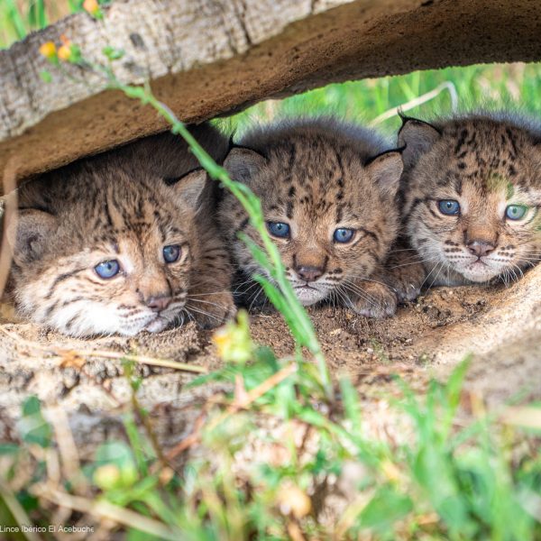 Lince Ibérico: Éxito en la Cría y Nacimientos en 2026