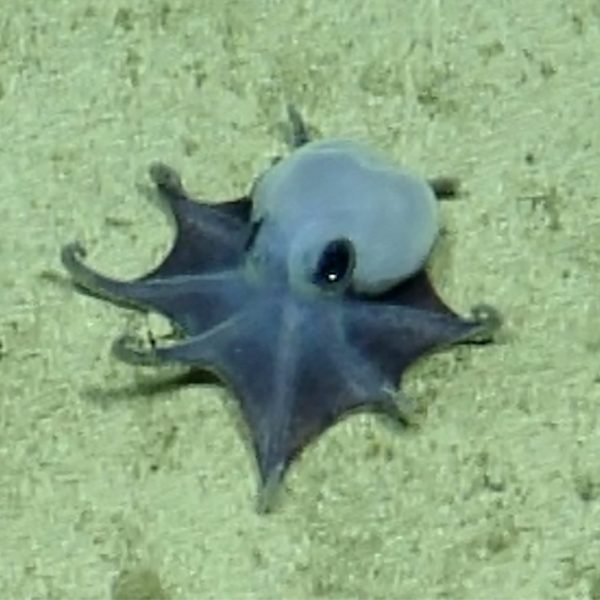 Pulpo azul Galápagos: Descubriendo una Nueva Especie Fascinante