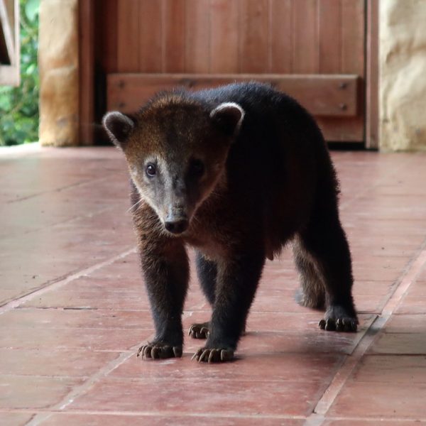 Reserva Ecológica Manglares Churute: Un Refugio de Biodiversidad Sostenible
